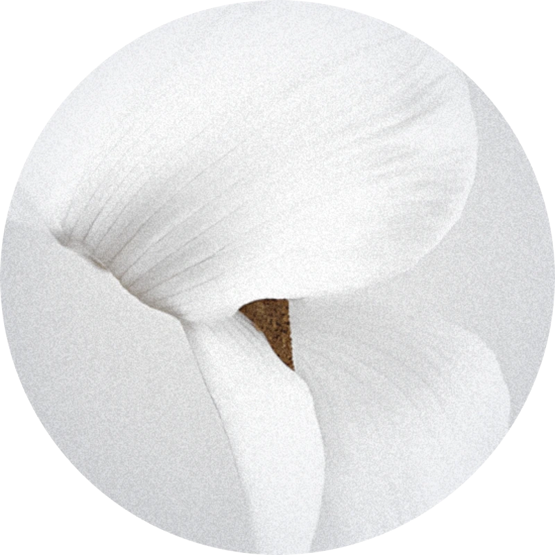 Lilybelle®