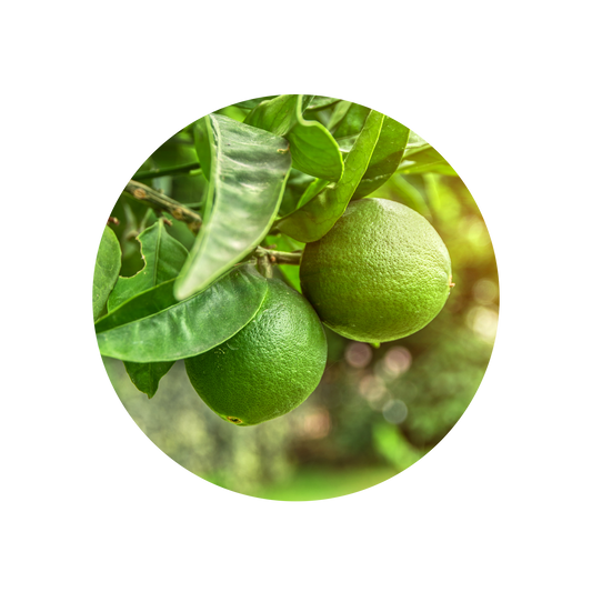 Lime Oil Distilled