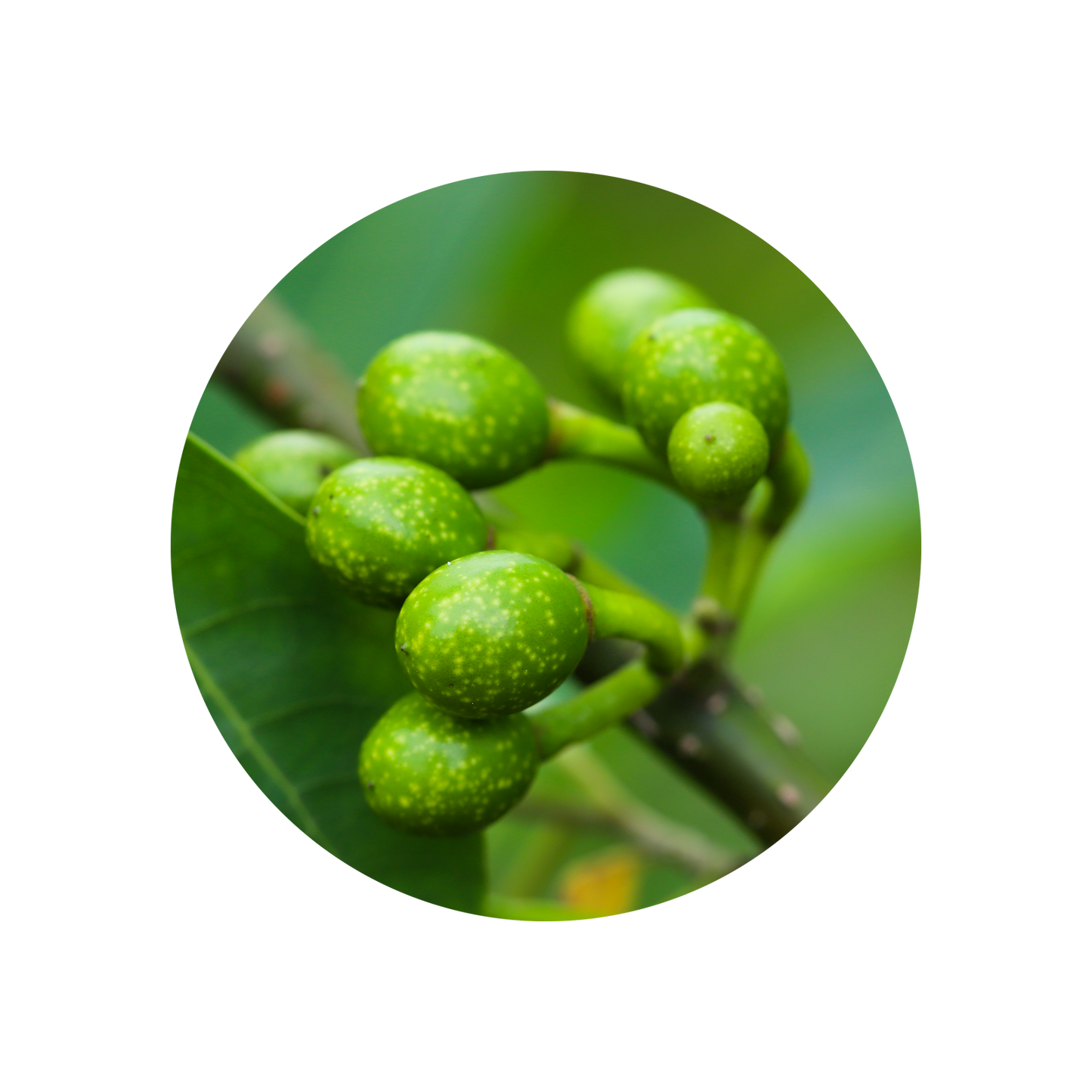 Litsea Cubeba Oil