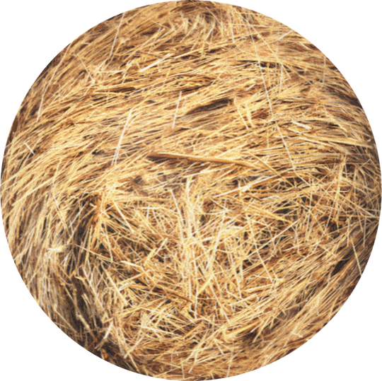 Hay Absolute (lolium perenne)