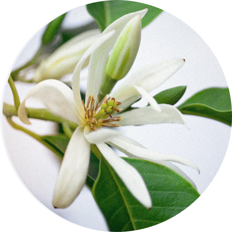 Magnolia Flower Oil MD