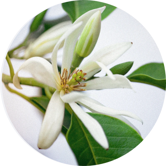 Magnolia Flower Oil MD