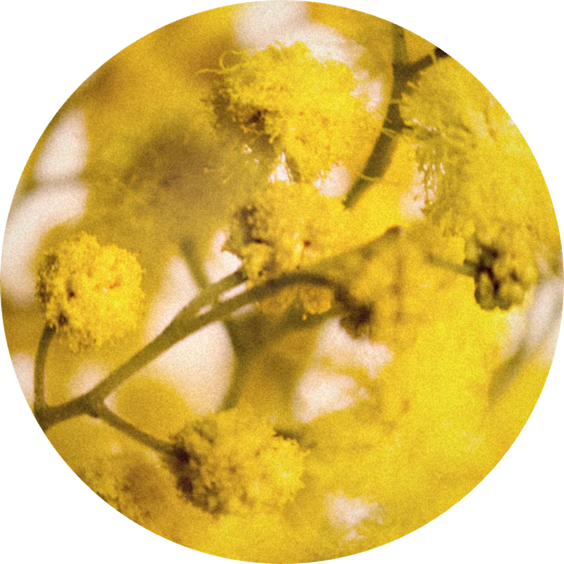 Mimosa Absolute Synthetic Base 50% (ethanol)