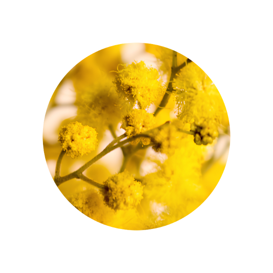 Mimosa Absolute Base (synthetic) 50%