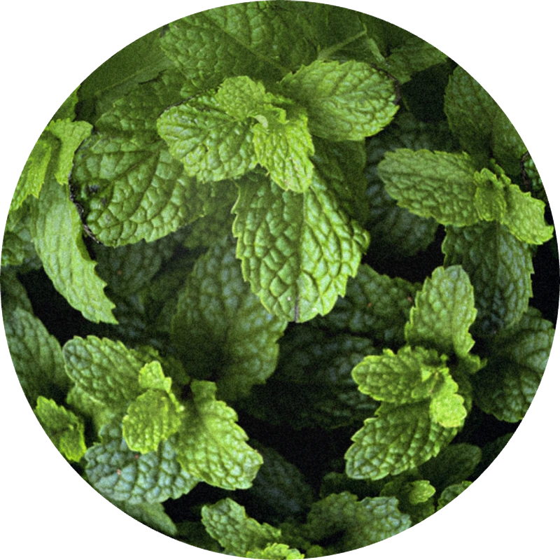 Mint Piperita Oil
