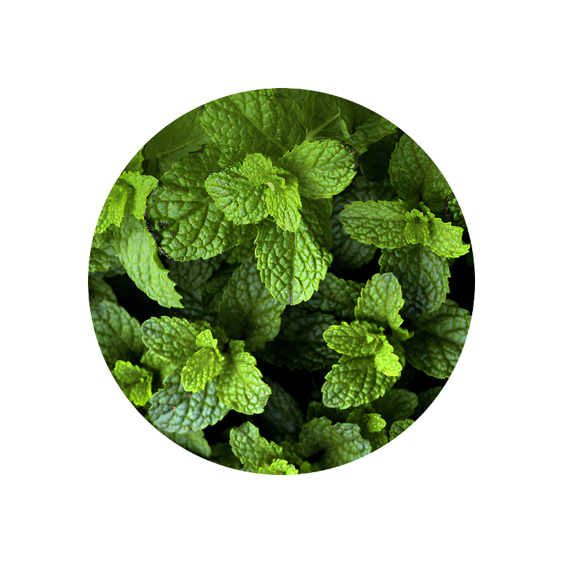 Mint Piperita Oil