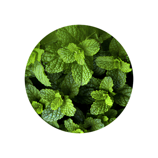 Mint Piperita Oil