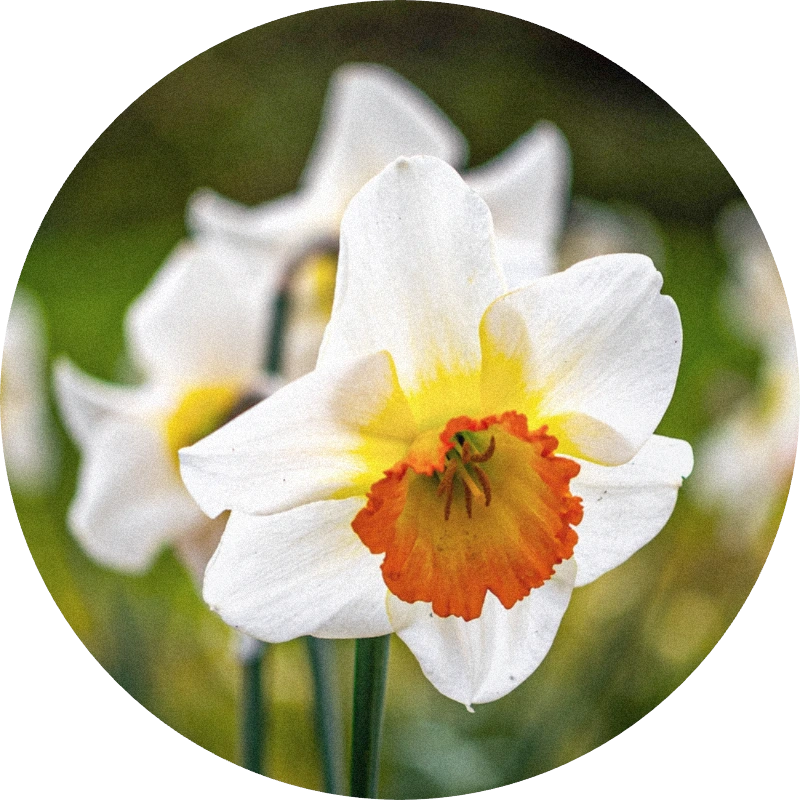 Narcisse Absolute