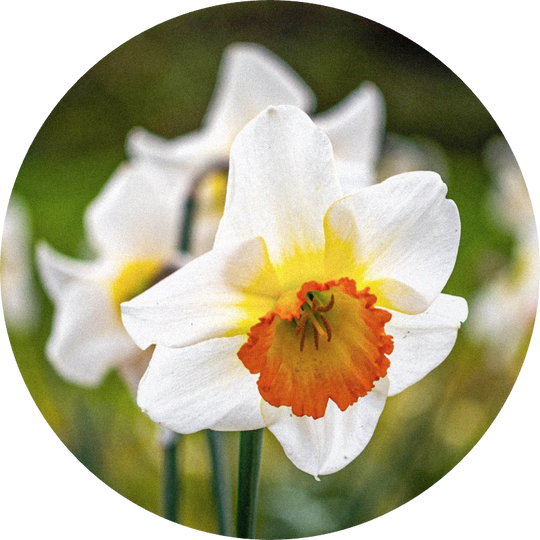Narcisse Absolute
