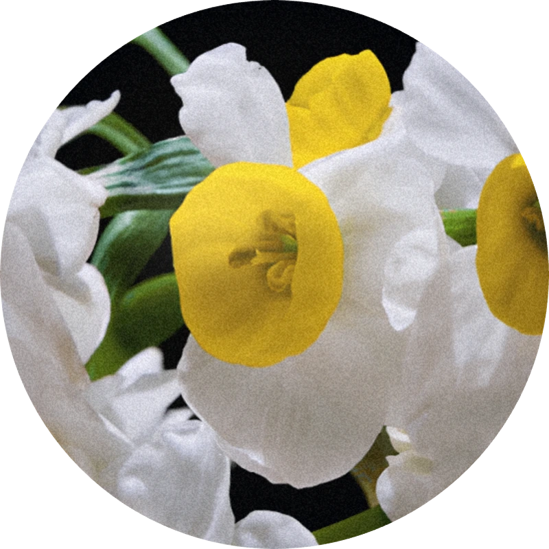 Narcisse Base 184092 D