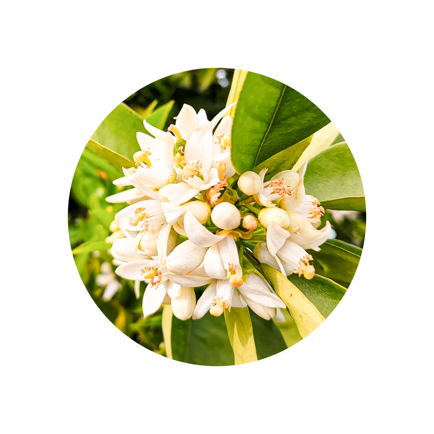 Neroli Oil (Egypt)