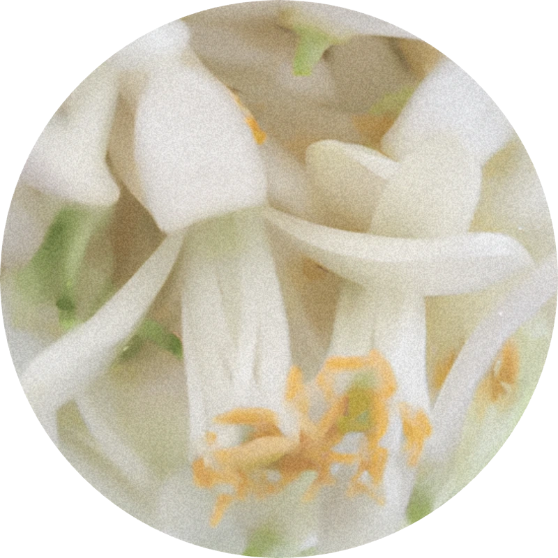 Nerolione 50% (TEC)