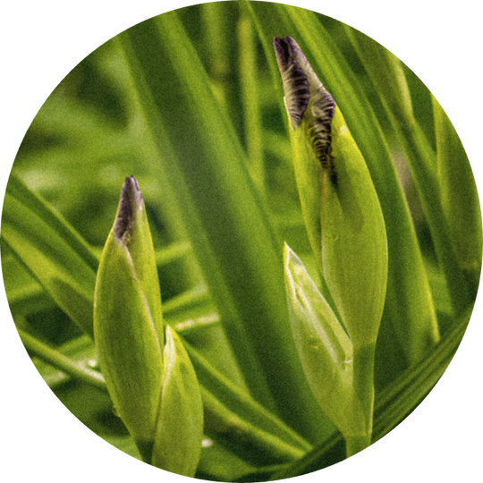 Orivone