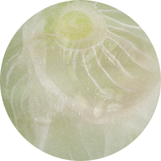 Orrisol 10% (TEC)