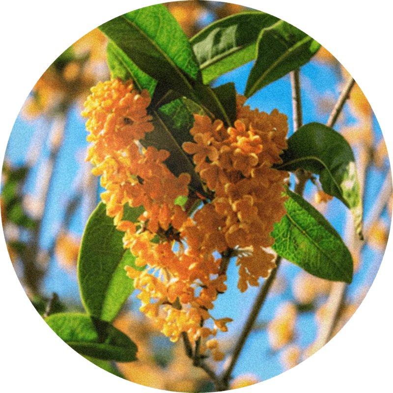 Osmanthus Absolute