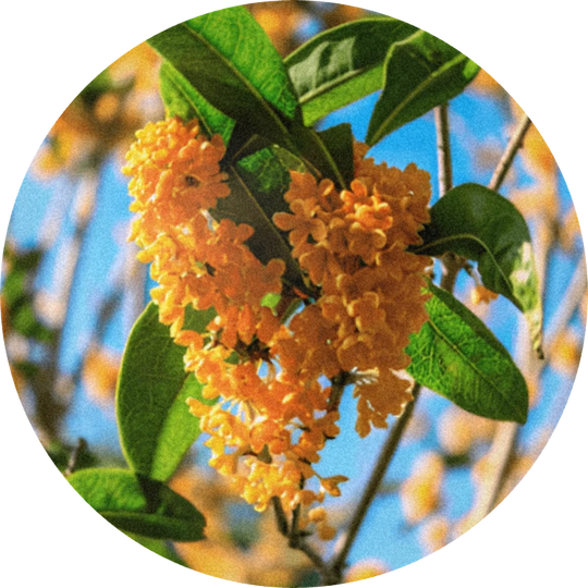 Osmanthus Absolute