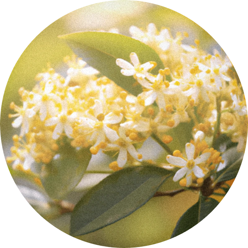 Osmanthus abs. synth. 138 B
