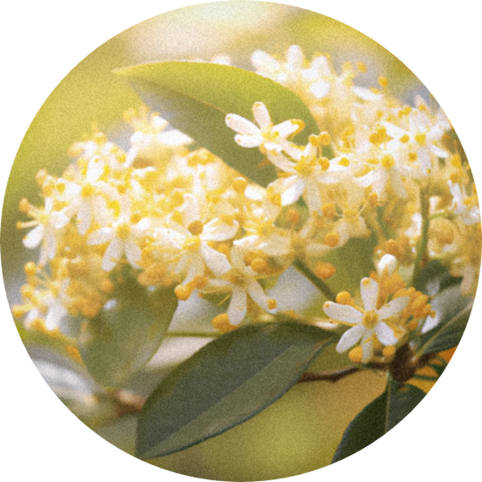 Osmanthus abs. synth. 138 B