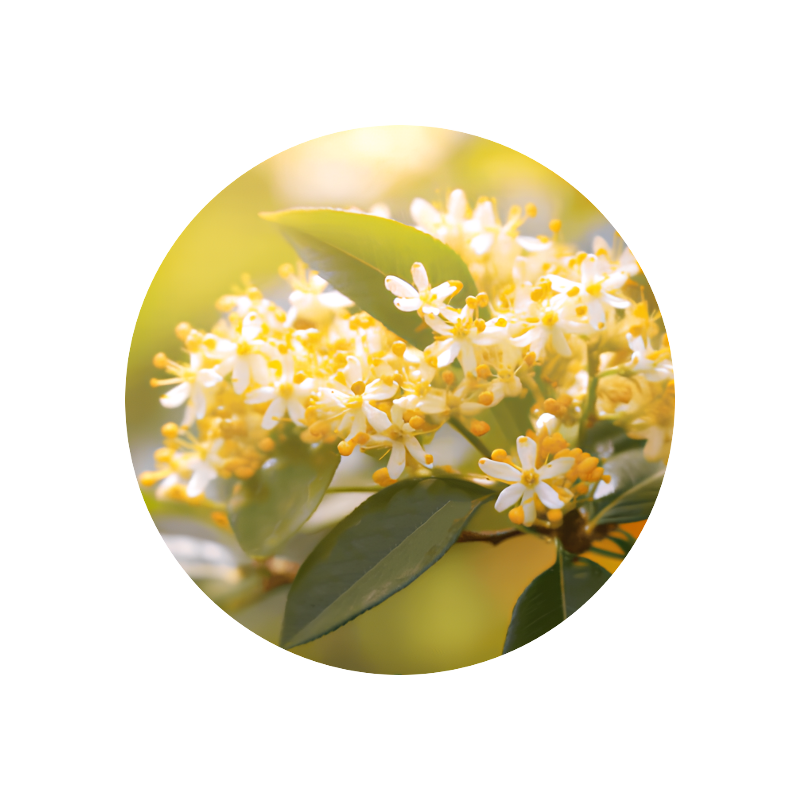 Osmanthus abs. synth. 138 B 5 g