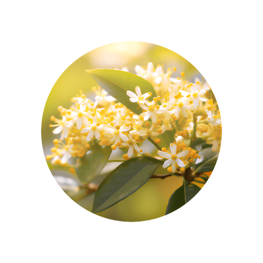 Osmanthus abs. synth. 138 B 5 g