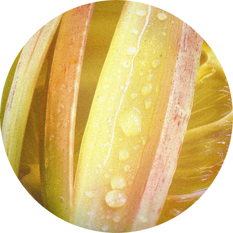 Pamplefleur®