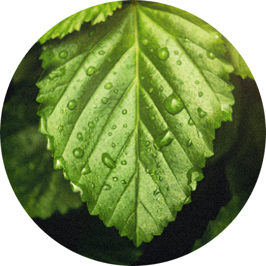 Patchouli Coeur Indonesia (IFF)