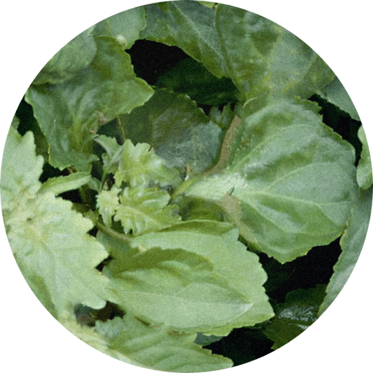 Patchouli Oil MD (Indonesia)