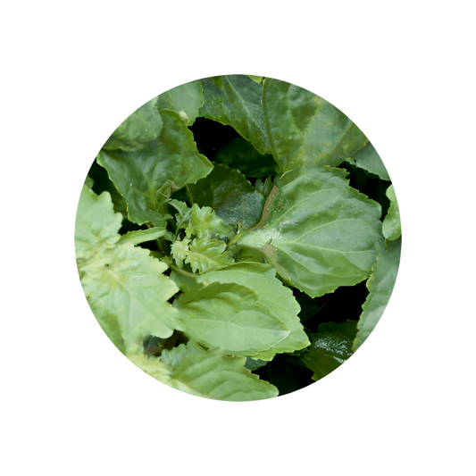 Patchouli Oil MD (Indonezja)