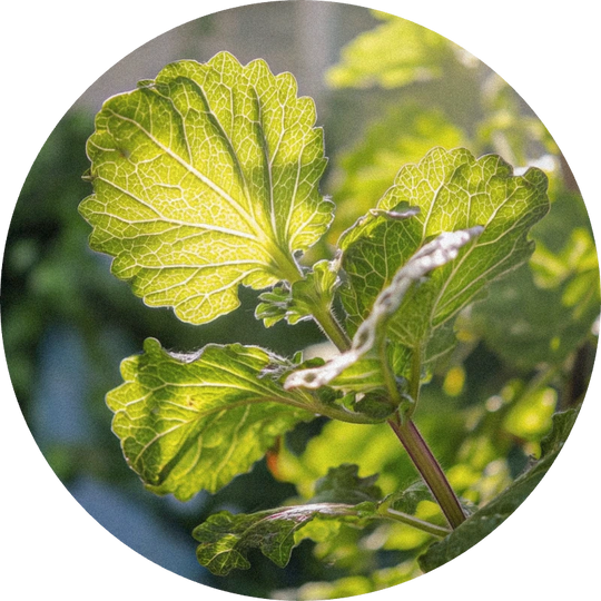 Patchouli Light (Burundi)