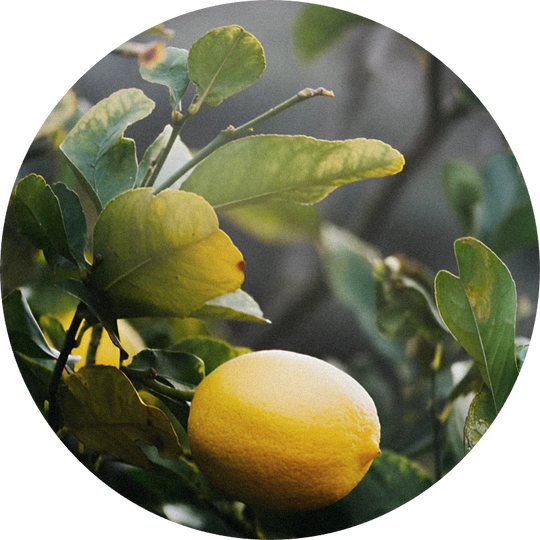 Petitgrain Lemon Oil
