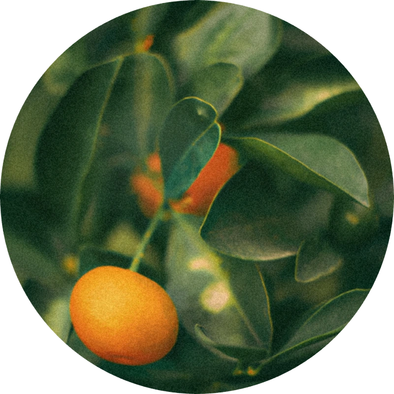 Petitgrain Mandarin Oil