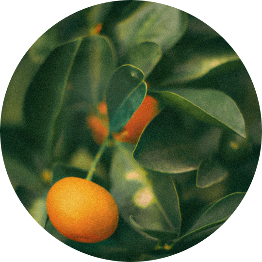Petitgrain Mandarin Oil