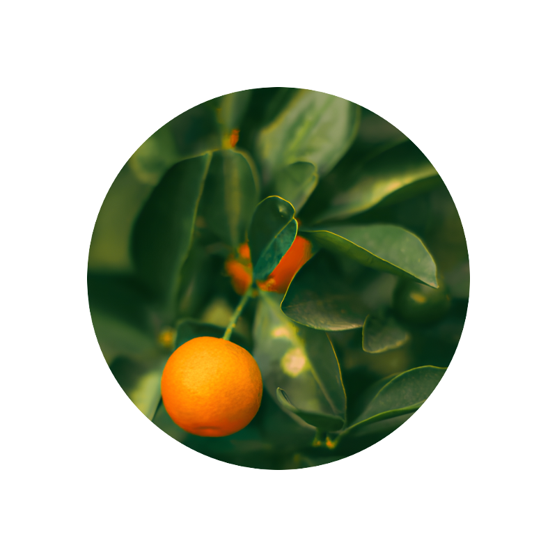 Petitgrain Mandarin Oil