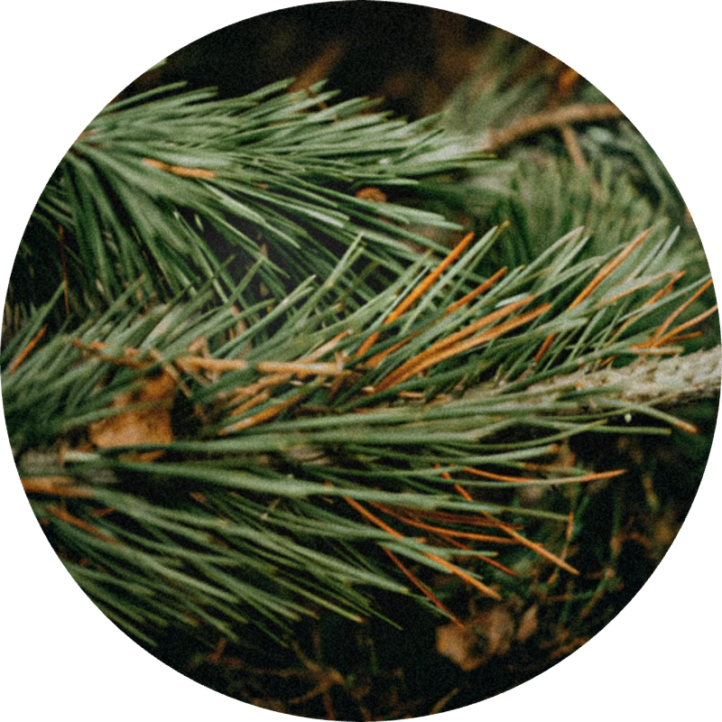 Pine Absolute 50% (ethanol)