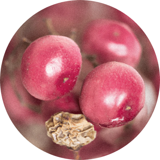 Pink Pepper SFE