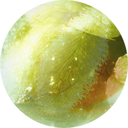 Pollenal II