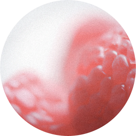 Raspberry Ketone (proszek)