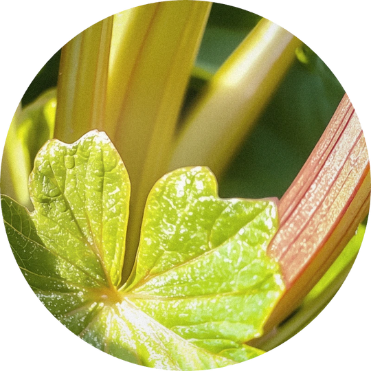 Rhubofix®
