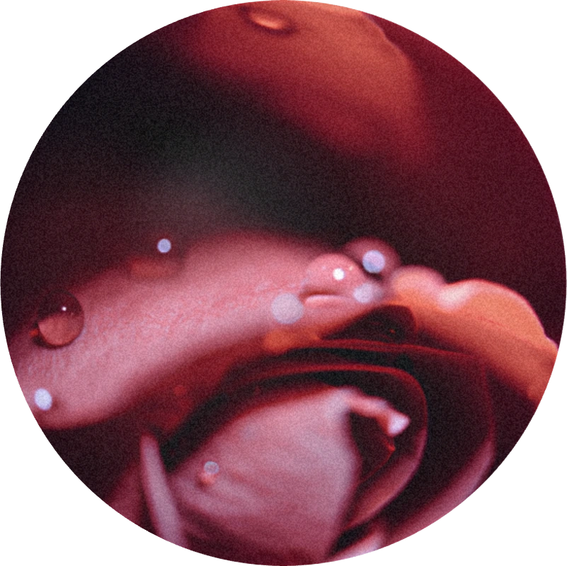 Rose Givco 217