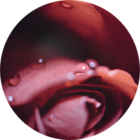 Rose Givco 217