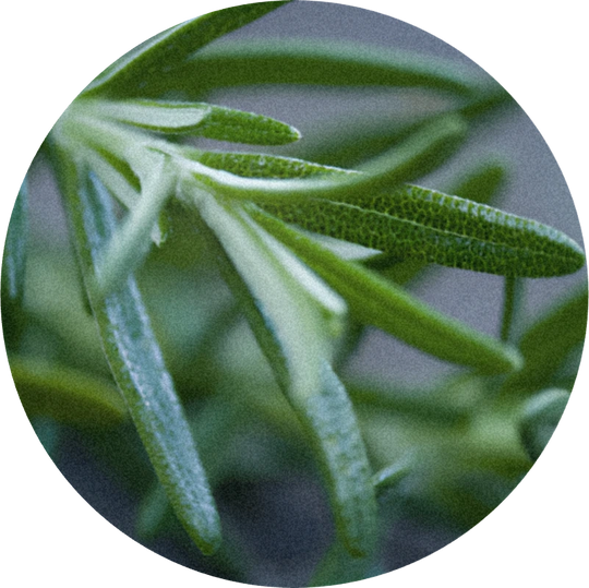Rosemary Oil (Morocco)