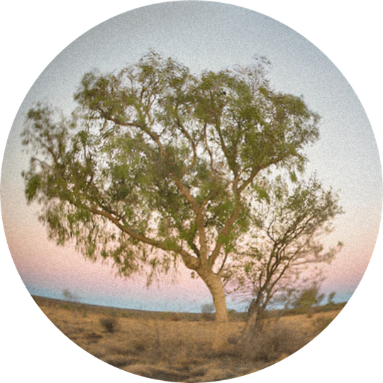 Sandalwood Oil New Caledonia
