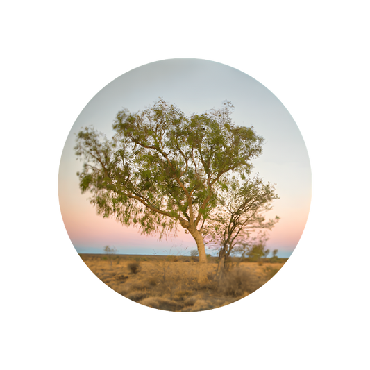 Sandalwood Oil New Caledonia