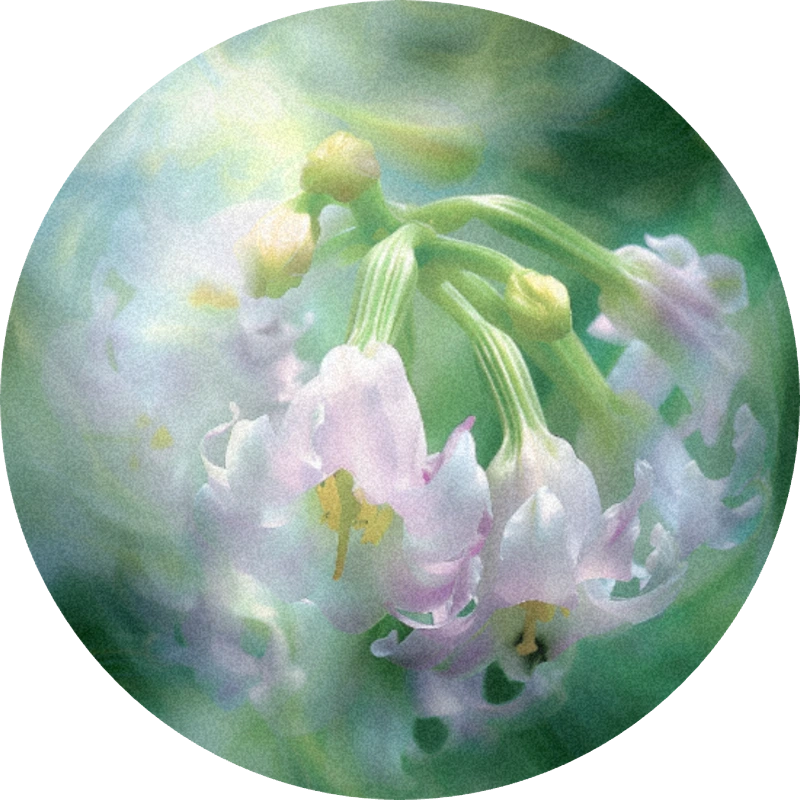 Starfleur™ 40