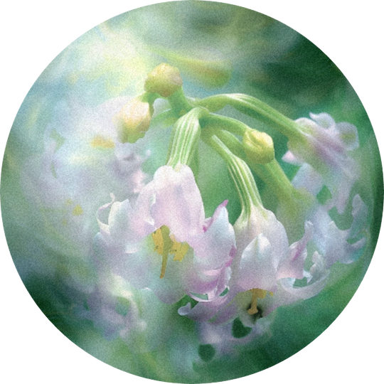 Starfleur™ 40