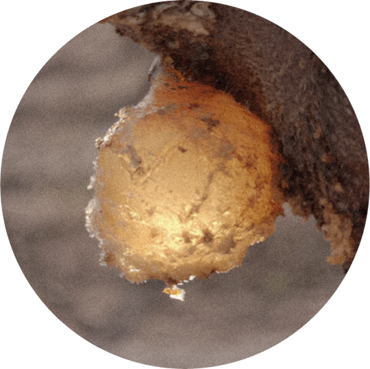 Styrax Oil