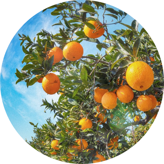 Sweet Orange Oil Distilled