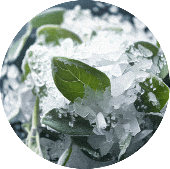 Thymol (crystals)