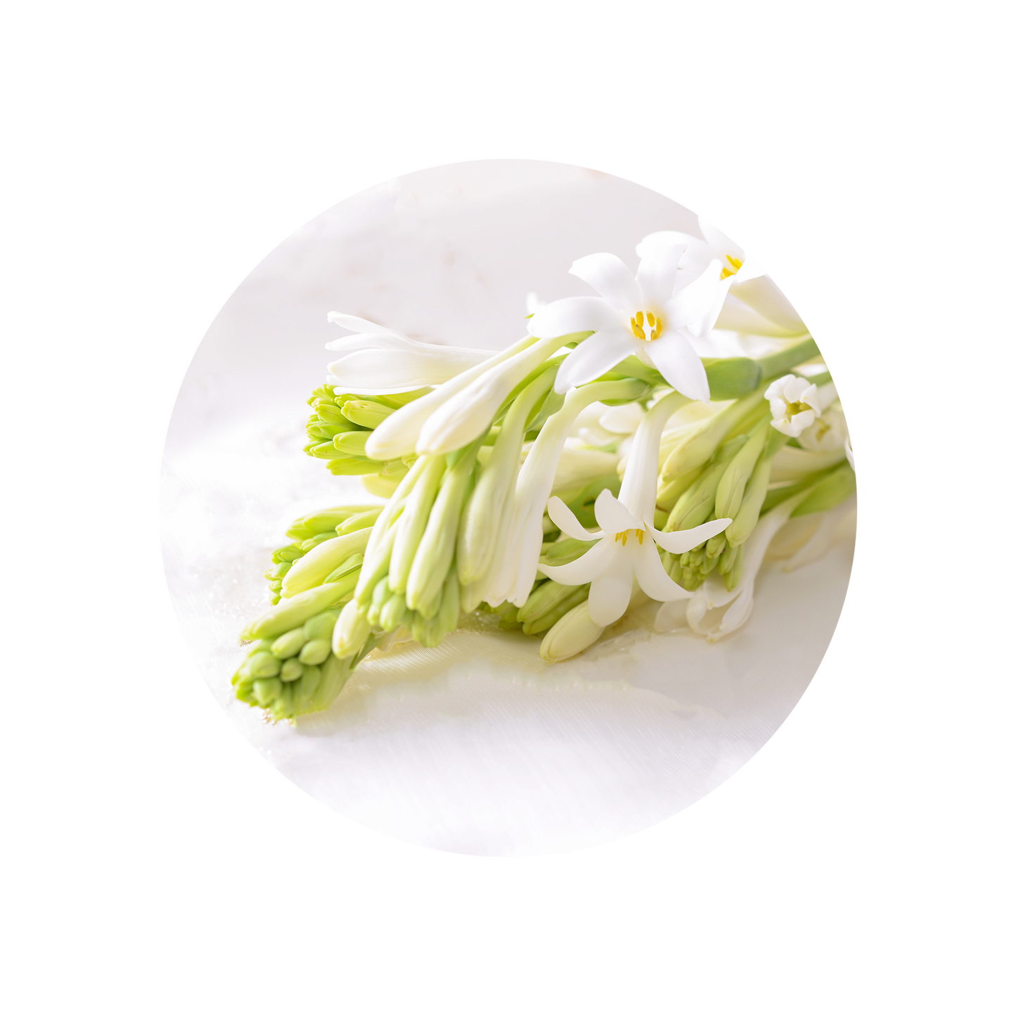 Tuberose Absolute