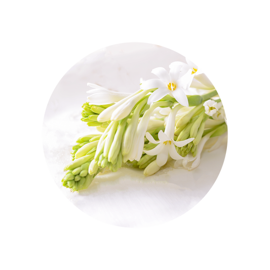 Tuberose Absolute